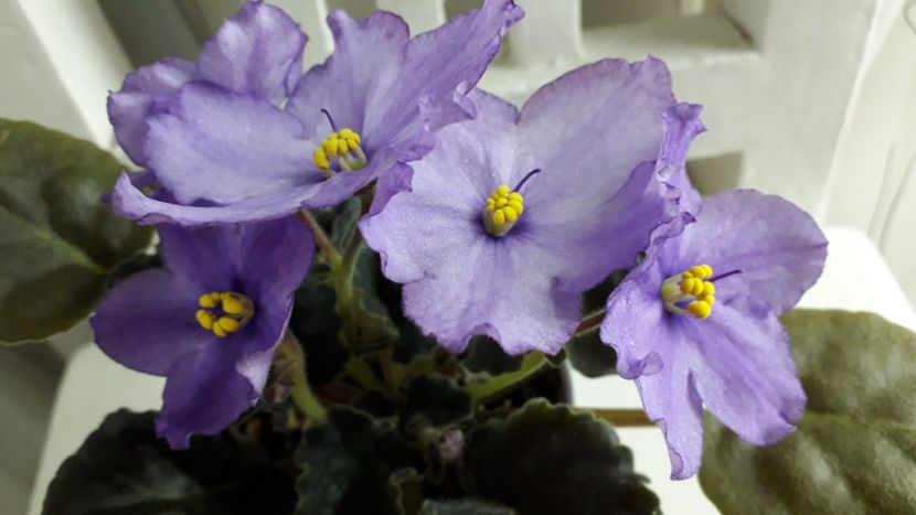 18.01.19 - RS Palmira