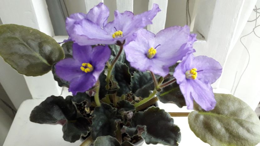 18.01.19 - RS Palmira