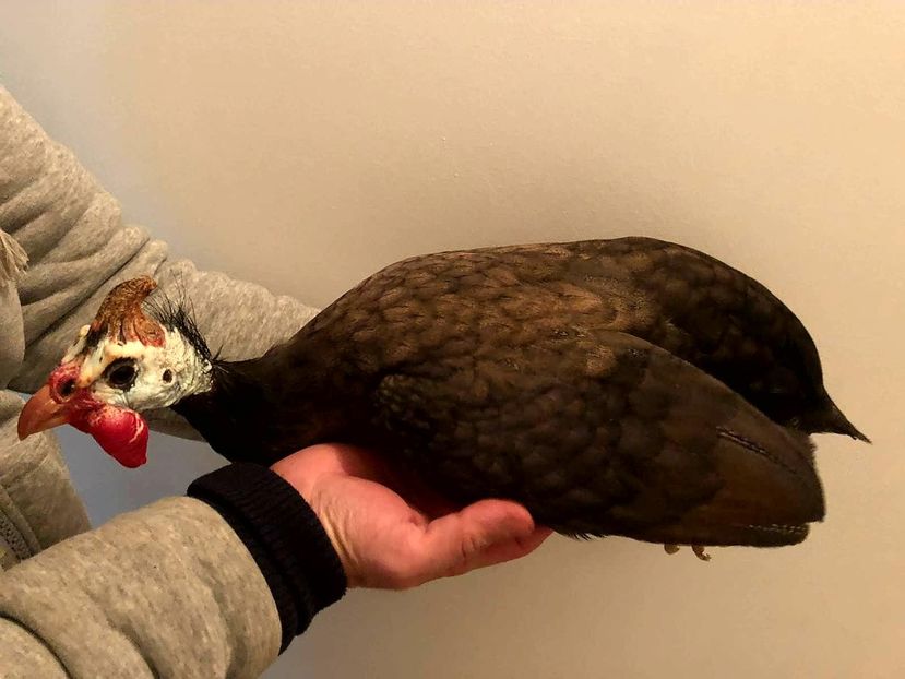 detalii culoare - Matca 2019