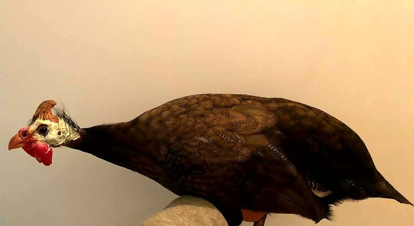 Los Bibilikoyos - Matca 2019