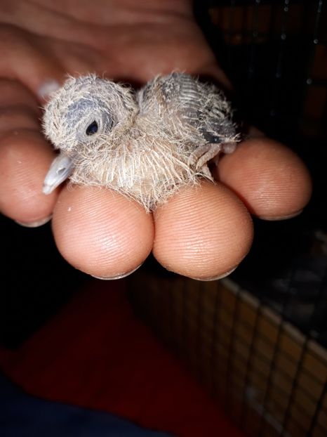 7 zile - Turturele diamant