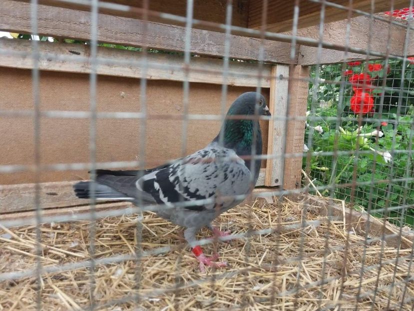 received_521187494981222 - Porumbei 2019