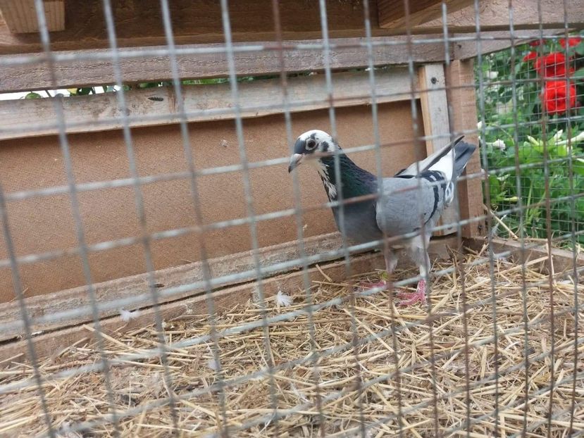 received_521187548314550 - Porumbei 2019