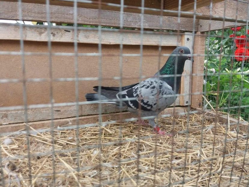received_521187574981214 - Porumbei 2019