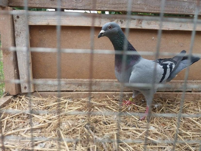 received_521187581647880 - Porumbei 2019