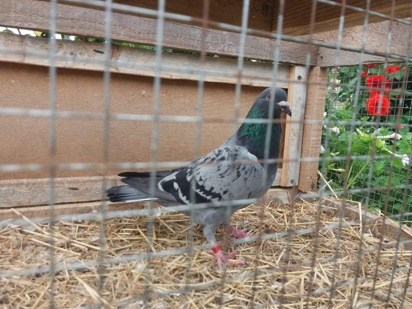 received_521188308314474 - Porumbei 2019
