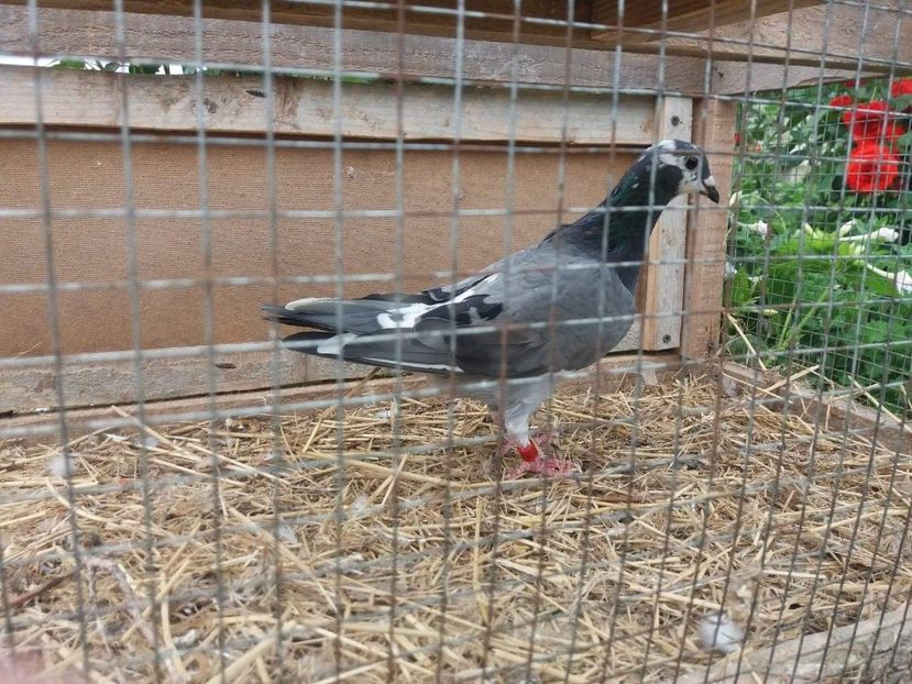 received_521188398314465 - Porumbei 2019