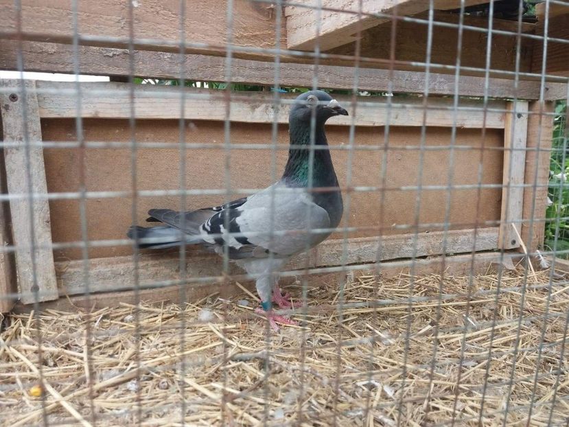 received_521188624981109 - Porumbei 2019