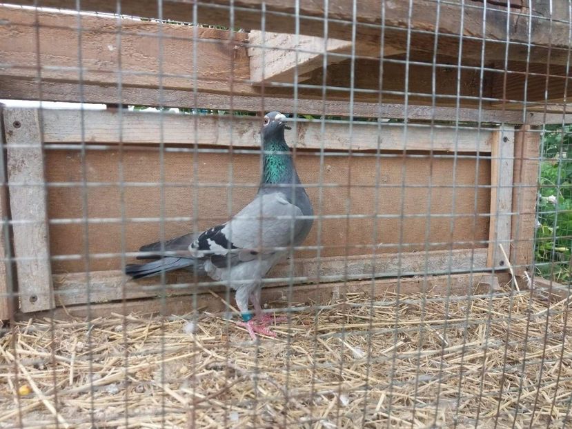 received_521188694981102 - Porumbei 2019