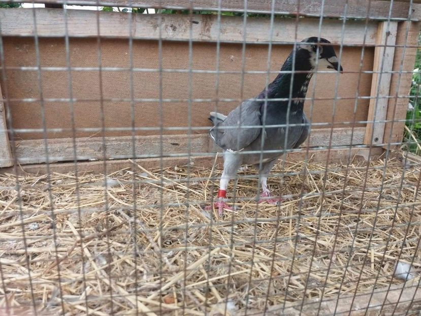 received_521188764981095 - Porumbei 2019