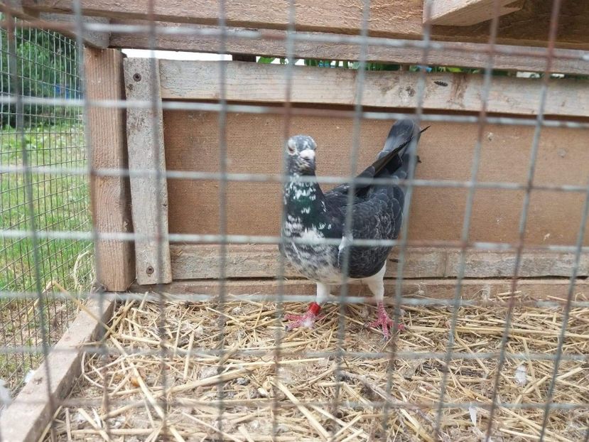 received_521188814981090 - Porumbei 2019