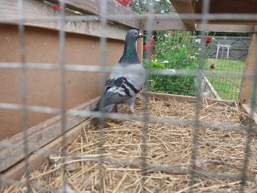 received_521188914981080 - Porumbei 2019