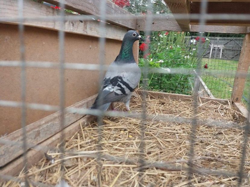 received_521188921647746 - Porumbei 2019