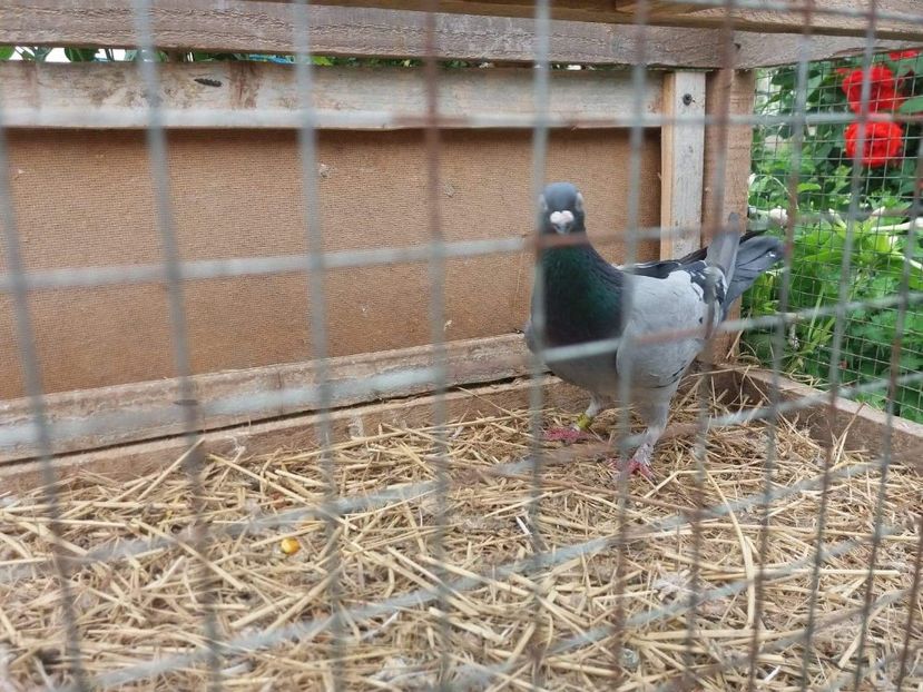 received_521188934981078 - Porumbei 2019