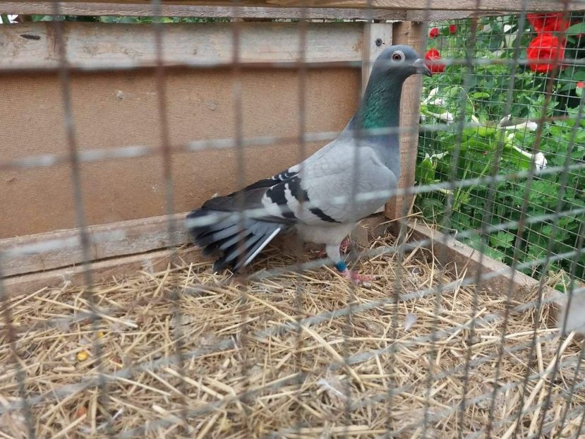 received_521189034981068 - Porumbei 2019