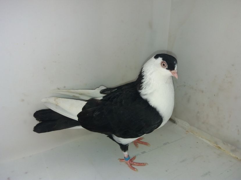 7159  femelă  2018 - Plecați ALBUM 2