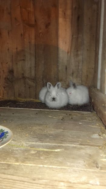 3puiuti - Californieni achizitie noua!!! Cuib din 14-12-2018