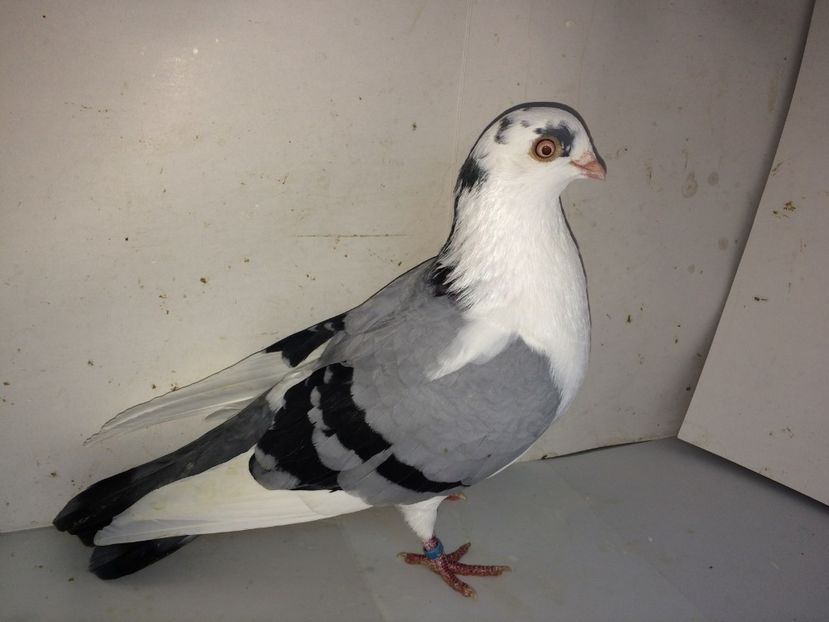 6984  mascul  2018 - Plecați ALBUM 2