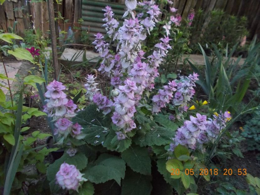  - Flori de gradina-2016-2017-2018-2019-2022