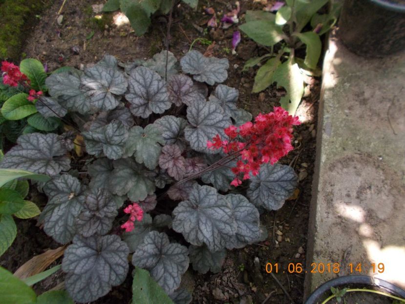  - Flori de gradina-2016-2017-2018-2019-2022