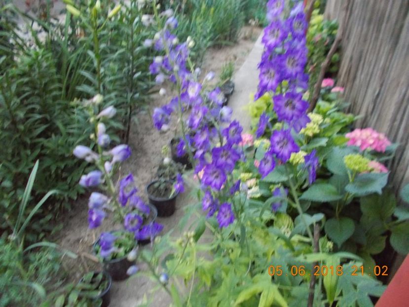  - Flori de gradina-2016-2017-2018-2019-2022