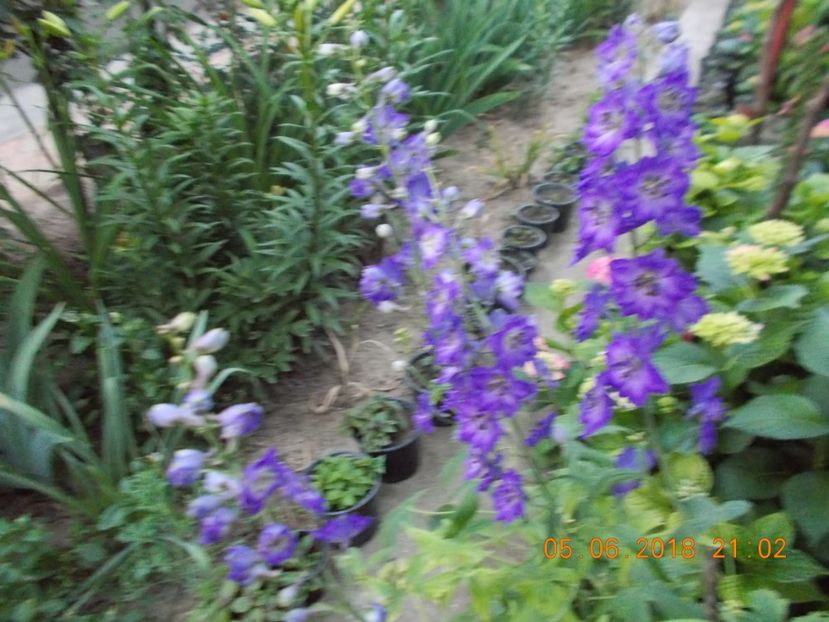  - Flori de gradina-2016-2017-2018-2019-2022