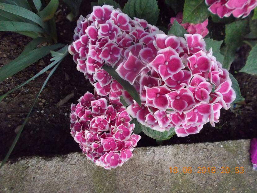  - Flori de gradina-2016-2017-2018-2019-2022