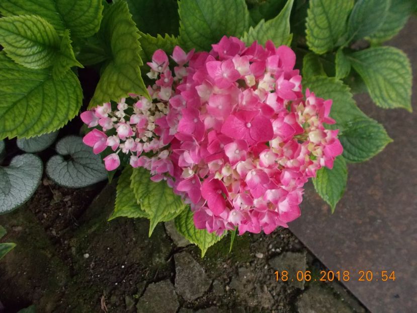  - Flori de gradina-2016-2017-2018-2019-2022