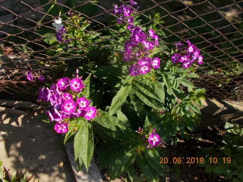  - Flori de gradina-2016-2017-2018-2019-2022