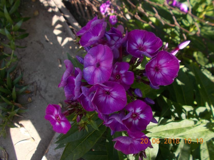  - Flori de gradina-2016-2017-2018-2019-2022