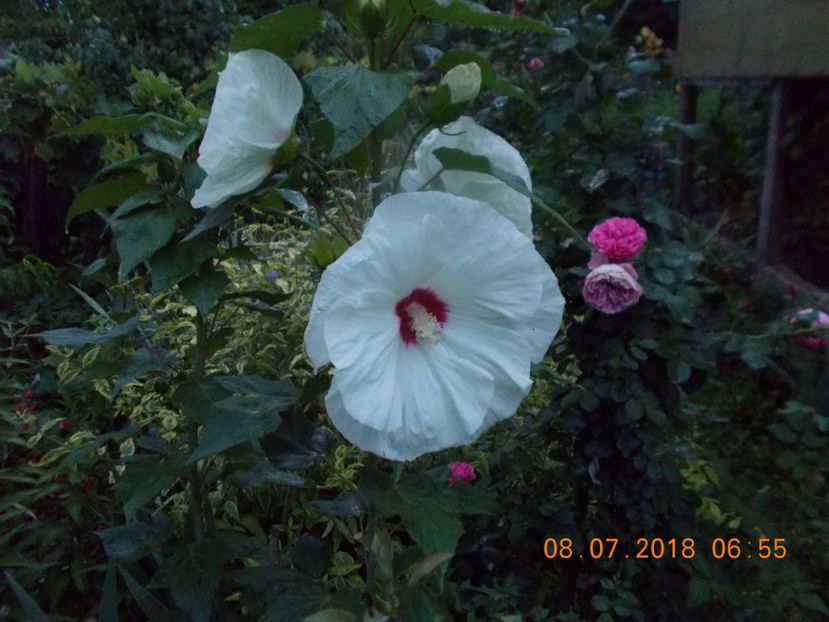  - Flori de gradina-2016-2017-2018-2019-2022