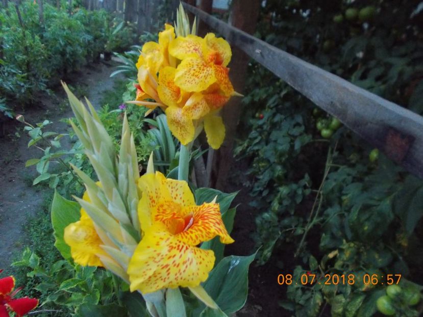  - Flori de gradina-2016-2017-2018-2019-2022