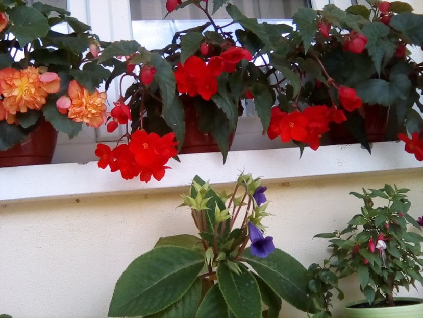  - Frumuseti la casa parinteasca