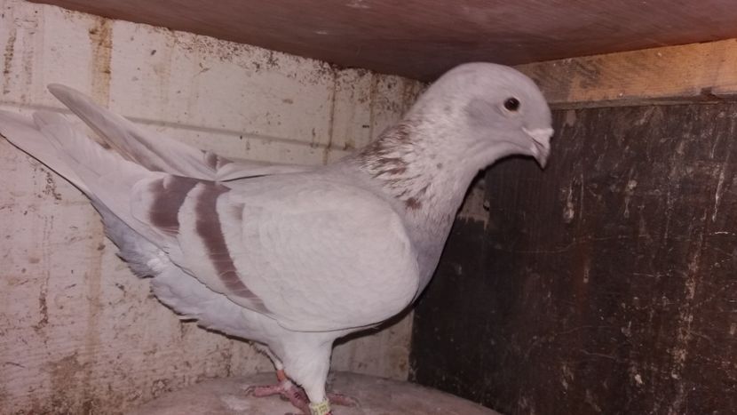 1 - voeajo standar arginti