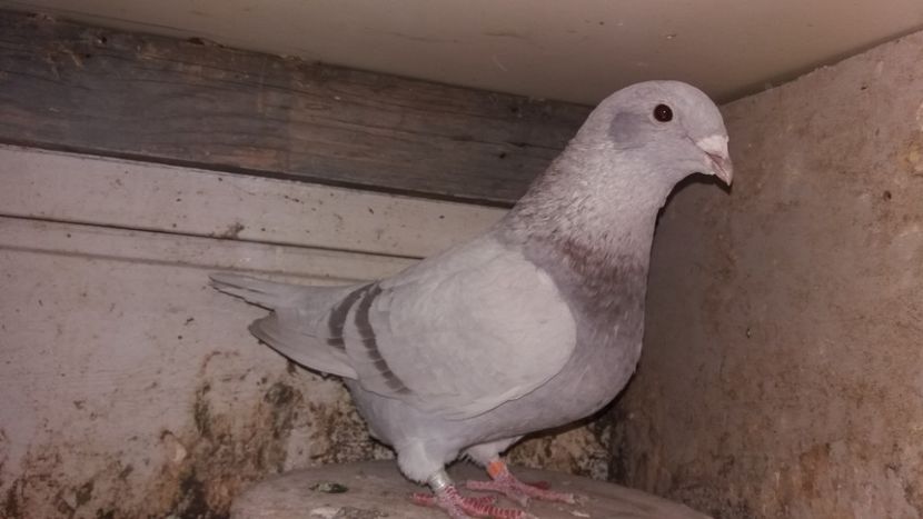 3 - voeajo standar arginti