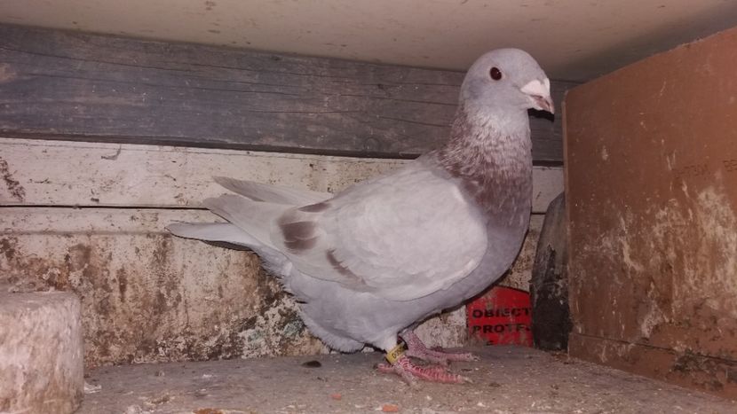 3 - voeajo standar arginti