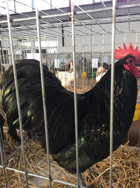  - Expo MEHEDINTI 2019