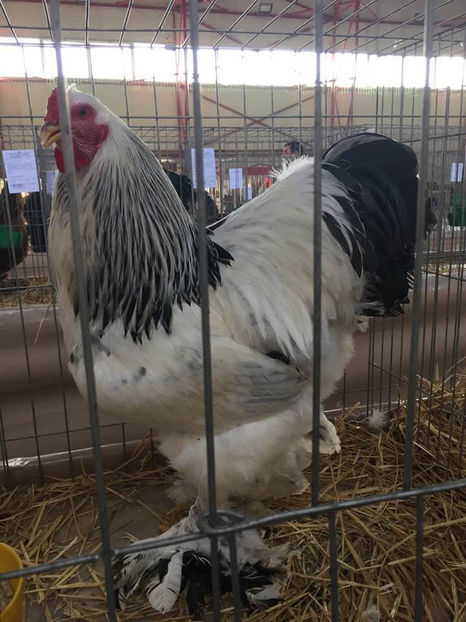  - Expo MEHEDINTI 2019