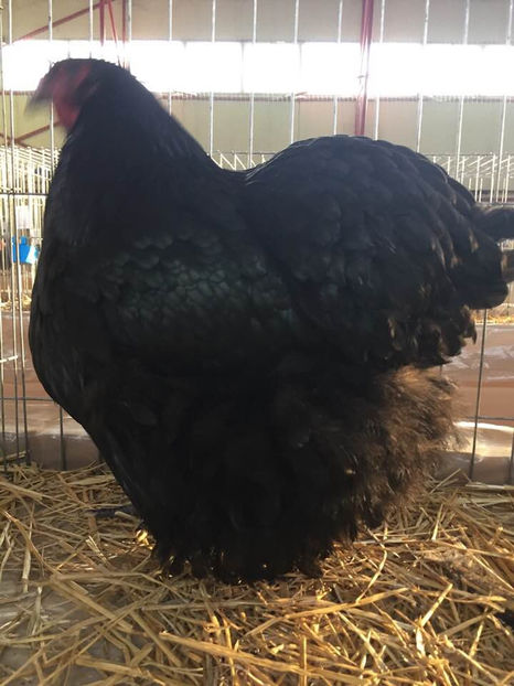  - Expo MEHEDINTI 2019