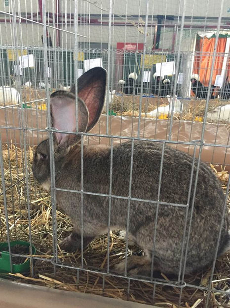  - Expo MEHEDINTI 2019