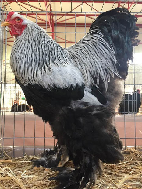  - Expo MEHEDINTI 2019