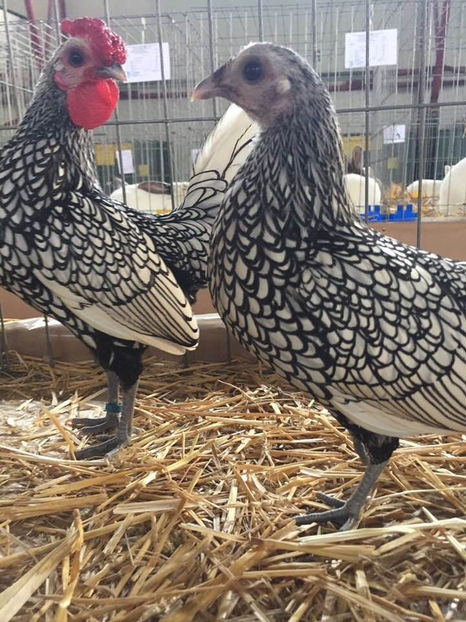  - Expo MEHEDINTI 2019