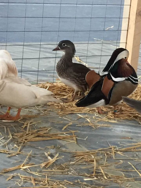  - Expo MEHEDINTI 2019