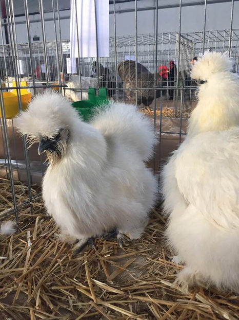  - Expo MEHEDINTI 2019