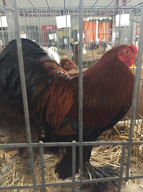  - Expo MEHEDINTI 2019