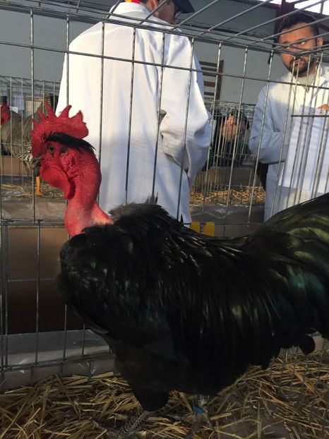  - Expo MEHEDINTI 2019