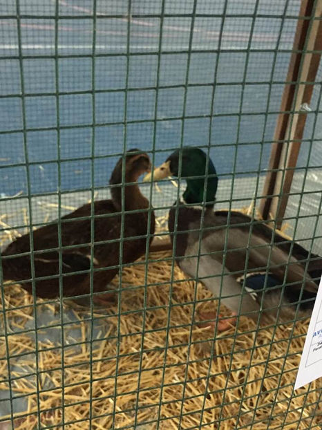  - Expo MEHEDINTI 2019