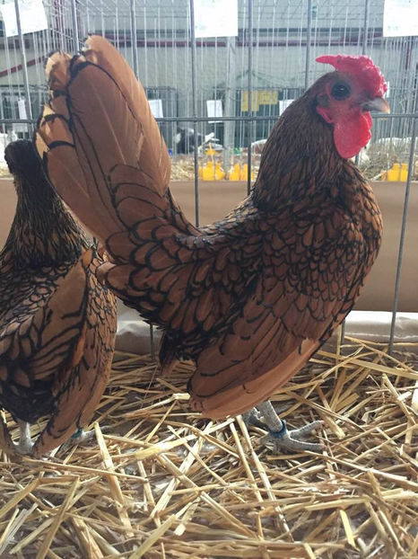  - Expo MEHEDINTI 2019