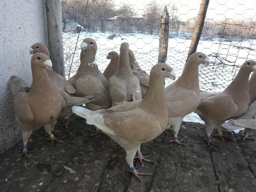  - Porumbei Germani de Frumusete