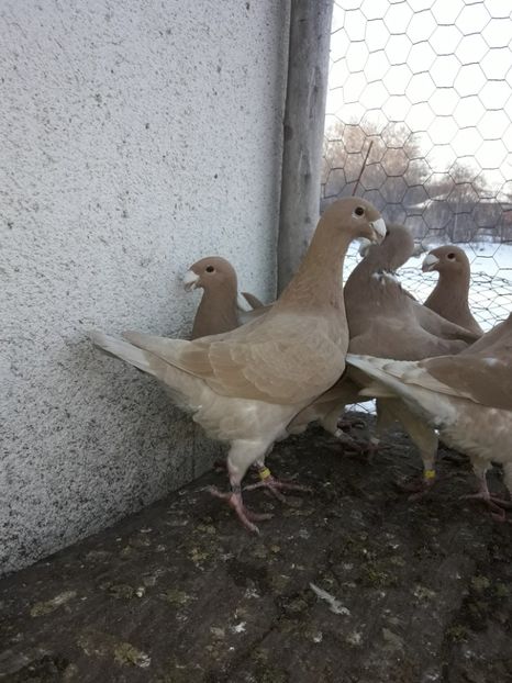  - Porumbei Germani de Frumusete